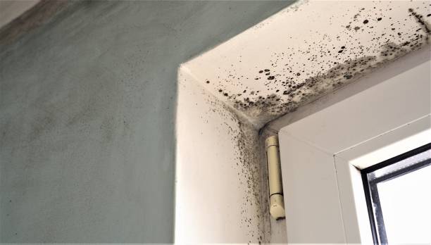 Best Post-Construction Mold Inspection  in Ramsey, NJ